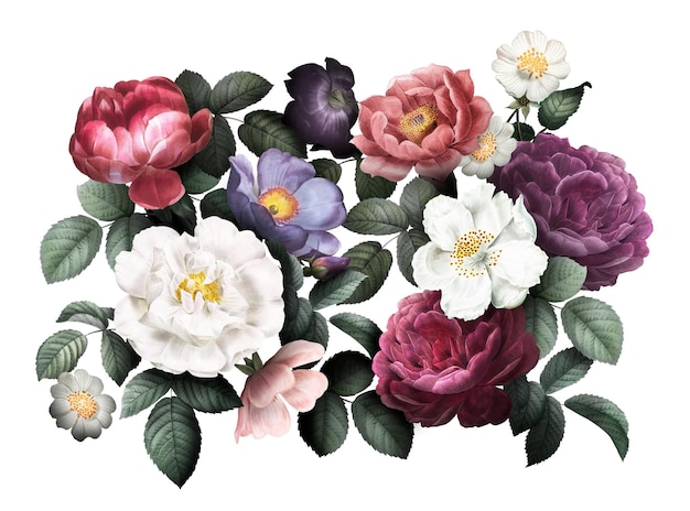 Hermosos dibujos a mano de varias rosas de fondo transparente png