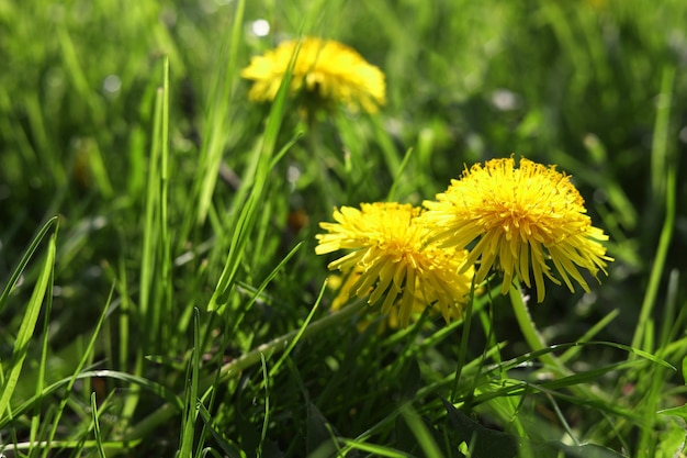 Hermosos dientes de león amarillos brillantes en hierba verde en primer plano de día soleado