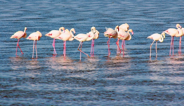 Hermosos flamencos africanos caminando por la laguna y buscando comida