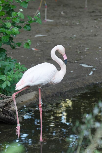 Hermosos flamencos caminando en el agua con fondo de pastos verdes