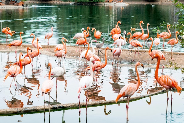 Hermosos flamencos en el lago en el zoológico de Moscú