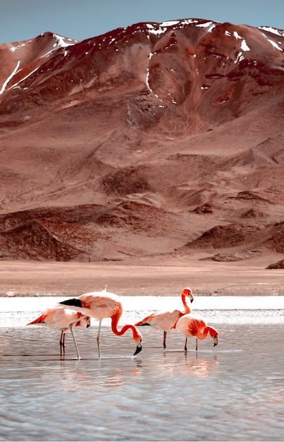 Hermosos flamencos en la laguna en Bolivia