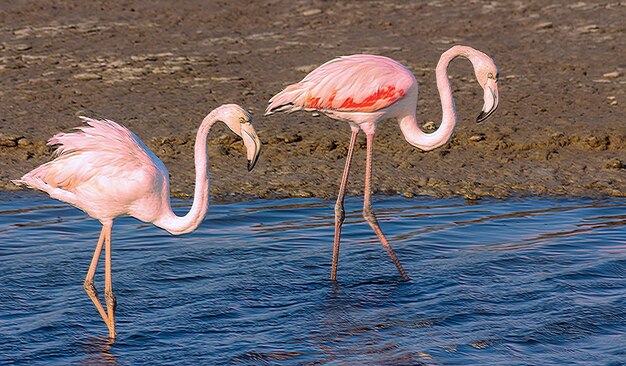 Hermosos flamencos rosados caminando por la laguna y buscando comida