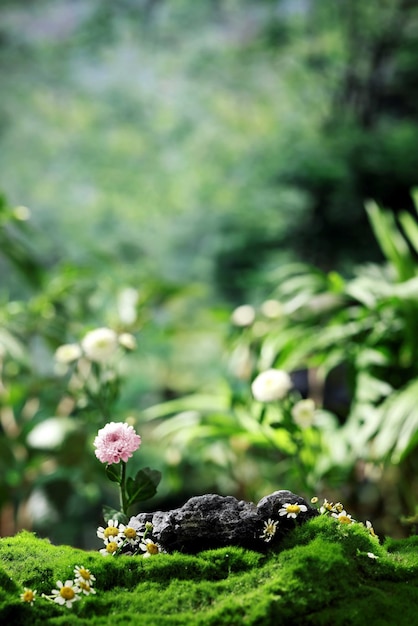 Foto hermosos fondos para collages de fotos de productos fondo de la naturaleza para la exhibición de productos alta resolución