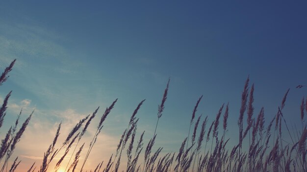 Hermosos fondos con colores neutrales cañas secas al atardecer en la noche pampas hierba al aire libre