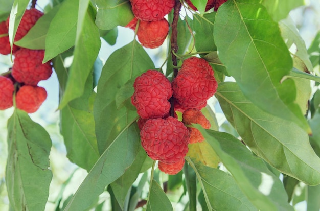 Hermosos frutos rojos de madroño