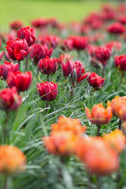 Hermosos galardonados tulipanes princesa roja y princesa naranja en el jardín.