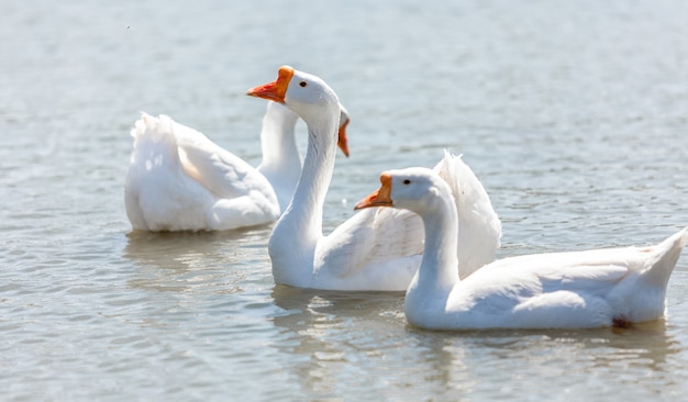 Hermosos gansos blancos nadando en el río