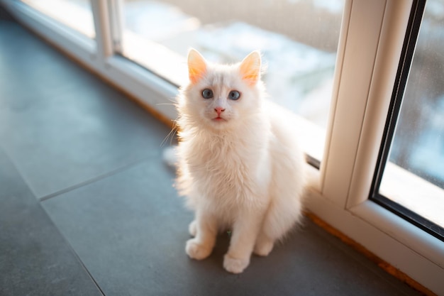 Hermosos gatitos blancos con ojos azules cerca de la ventana