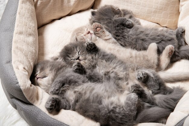 Hermosos gatitos duermen en la habitación