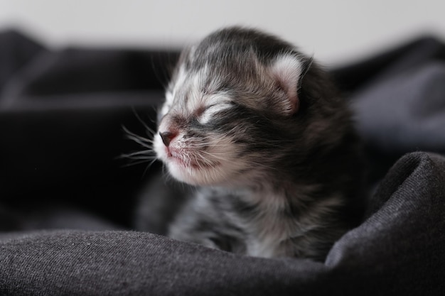 Hermosos gatitos Maine Coon recién nacidos con los ojos cerrados Lindos niños ciegos de mascotas