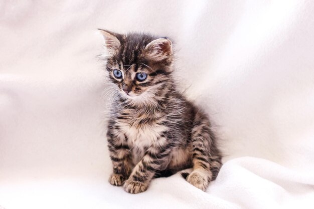 Hermosos gatitos peludos con grandes ojos azules