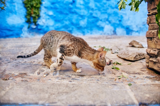 Hermosos gatos callejeros duermen y caminan por las calles de Marruecos. Hermosas calles de cuento de hadas de Marruecos y gatos viviendo en ellas. Gatos solitarios sin hogar