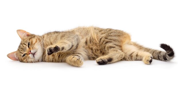 Foto hermosos gatos de casa marrones sobre un fondo blanco