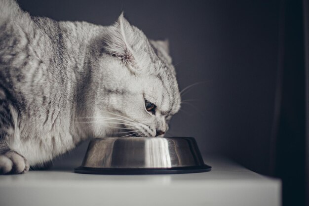 Hermosos gatos grises y gordos británicos comiendo comida en un cuenco de metal Animales domésticos lindos Gato comiendo harina de carne