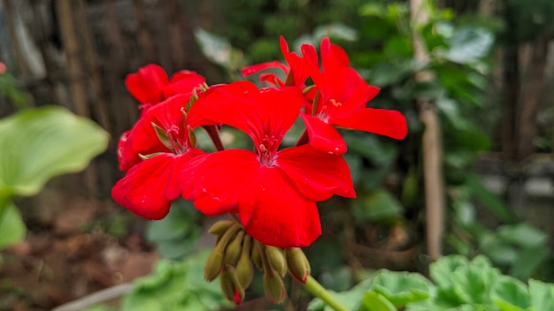 Hermosos geranios rojos que florecen en el jardín