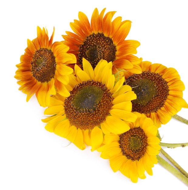 Hermosos girasoles aislados en blanco