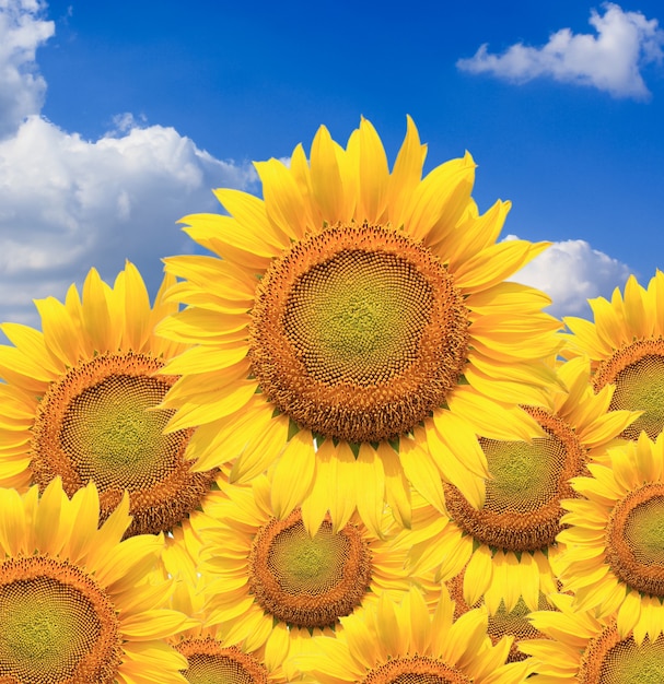 Hermosos girasoles aislados naturalmente en el cielo azul.