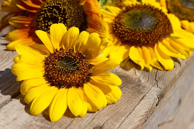 Hermosos girasoles en un banco de madera al aire libre