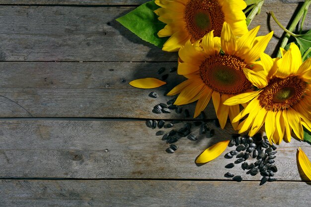 Hermosos girasoles brillantes con semillas en la mesa de madera de cerca