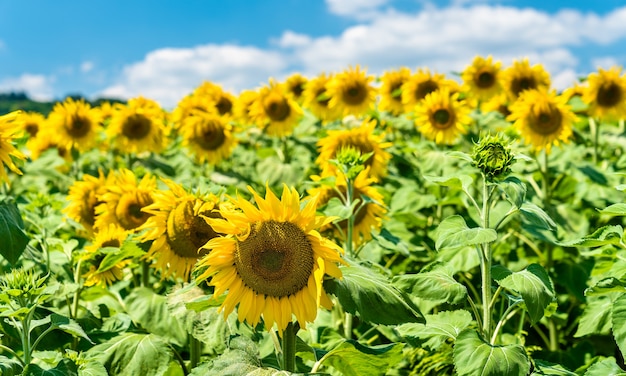 Hermosos girasoles en un campo en el departamento de Puy-de-Dome de Francia