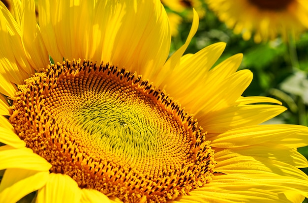 Foto hermosos girasoles en el campo natural