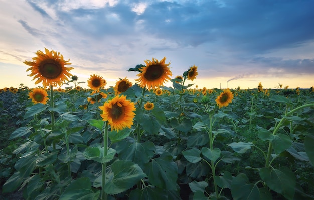 Hermosos girasoles en un campo. Paisaje de verano