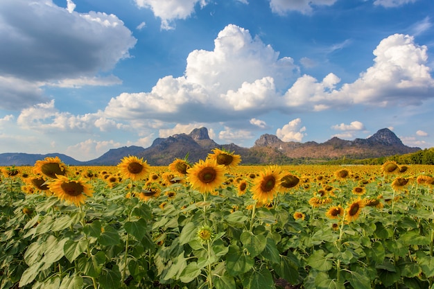 Hermosos girasoles en campo de primavera y la planta de girasol.