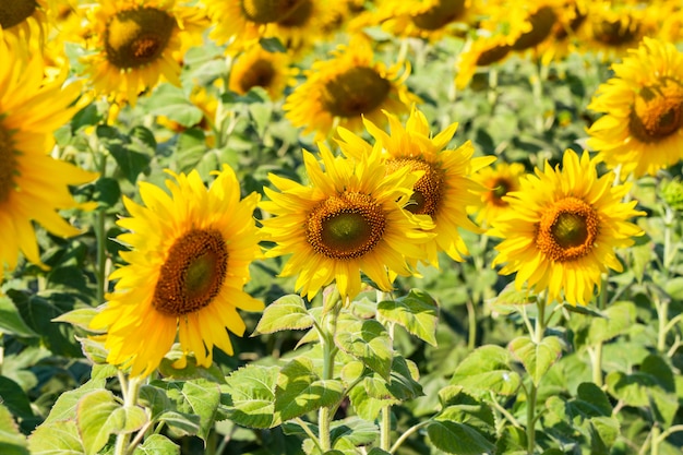 Hermosos girasoles en campo de primavera