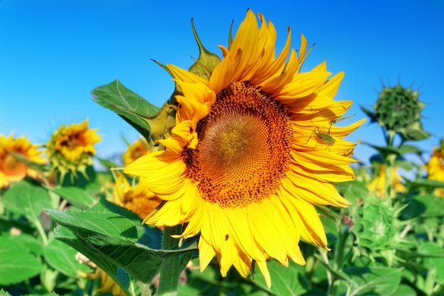 Hermosos girasoles en el campo de verano.