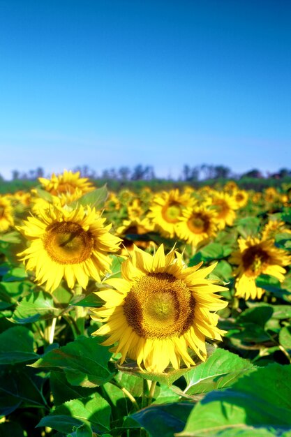 Hermosos girasoles en el campo de verano.