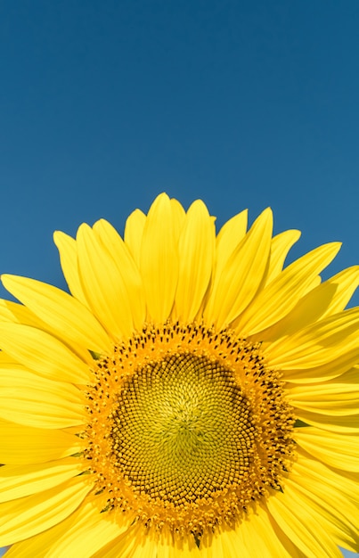 Unos hermosos girasoles en el cielo azul