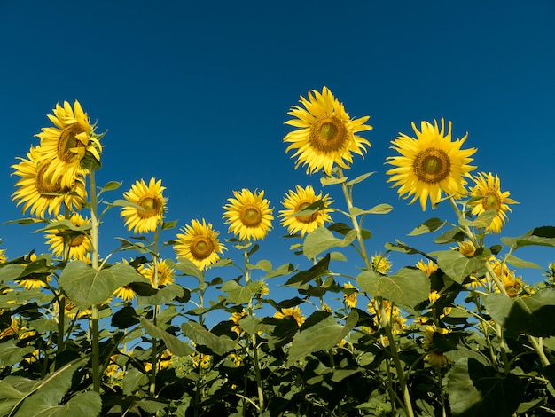 Unos hermosos girasoles en el cielo azul