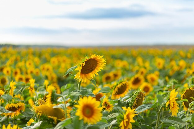 Hermosos girasoles en el fondo del cielo.