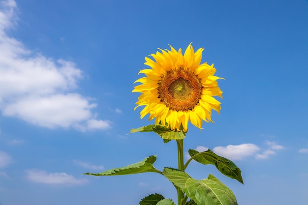 Hermosos girasoles en el fondo natural del campo, Girasol floreciendo, flores sobre fondo colorido