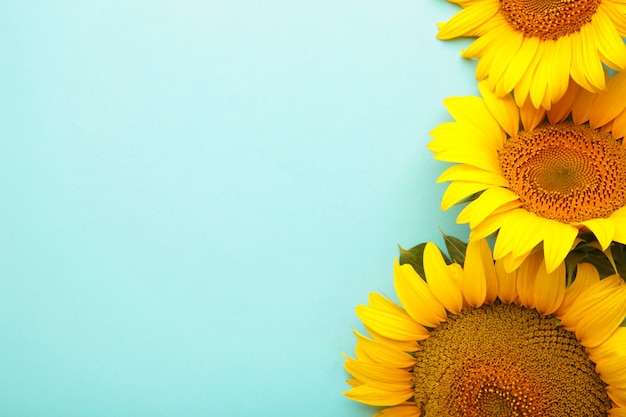 Hermosos girasoles frescos sobre fondo azul. Endecha plana, vista superior, espacio de copia. Concepto de otoño o verano, tiempo de cosecha, agricultura. Fondo natural de girasol.