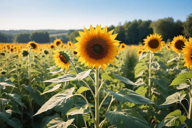 Hermosos girasoles grandes en un prado de verano en un clima soleado foto horizontal sin gente