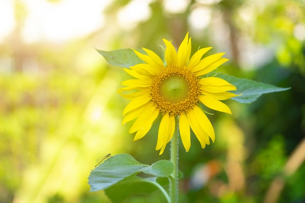 Hermosos girasoles en el jardín.