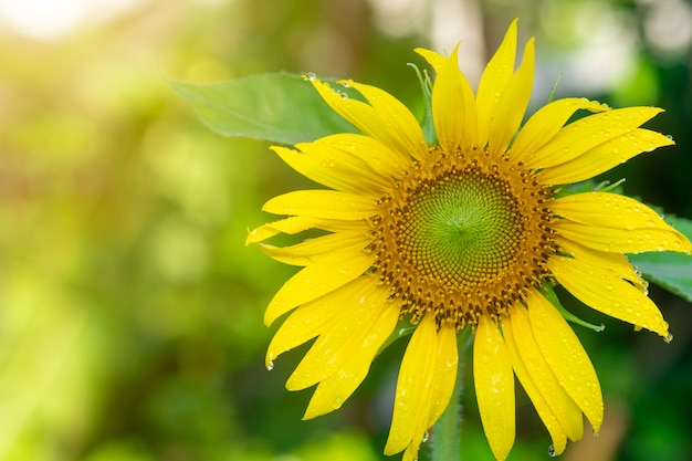 Hermosos girasoles en el jardín.