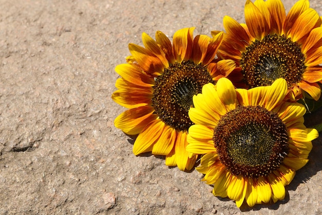 Hermosos girasoles en piedra al aire libre