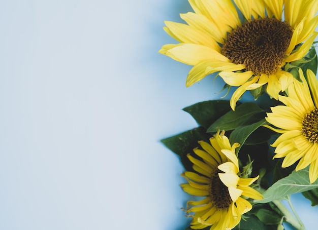 Hermosos girasoles en una vista de fondo azul desde arriba con espacio de copia