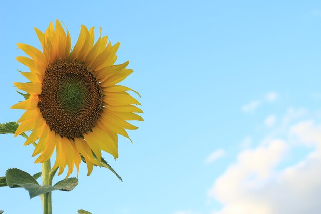 hermosos girasoles