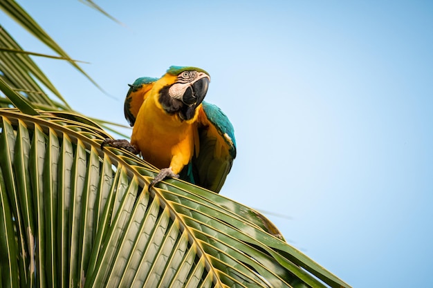 hermosos guacamayos de colores posando con palmeras en el fondo y pidiendo galletas