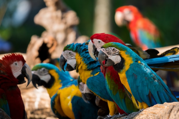 Hermosos guacamayos loros hasta arriba