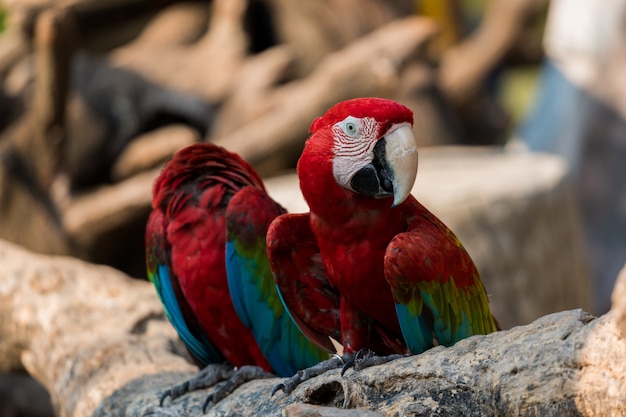 Hermosos guacamayos loros hasta arriba