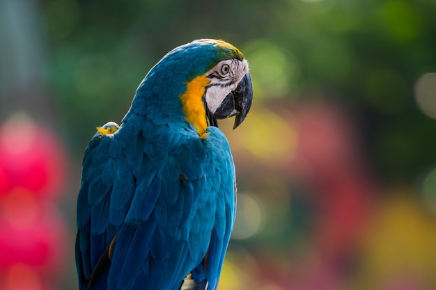 Hermosos guacamayos loros hasta arriba