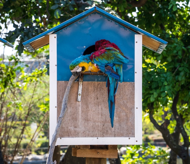 Hermosos guacamayos rojos y verdes y guacamayos azules y amarillos jugando en el zoológico, Tainan, Taiwán, primer plano