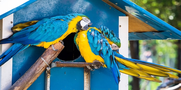 Hermosos guacamayos rojos y verdes y guacamayos azules y amarillos jugando en el zoológico, Tainan, Taiwán, primer plano