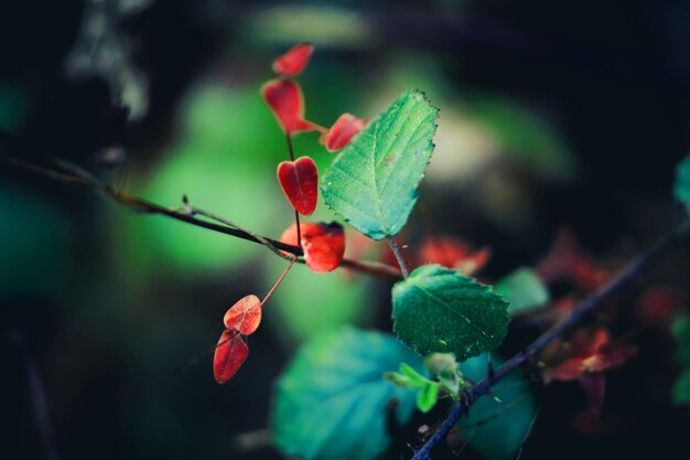 Foto hermosos helechos verdes hojas de follaje verde helecho floral natural en la oscuridad