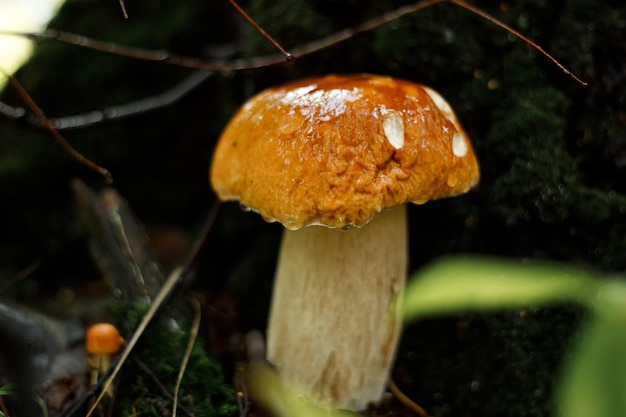 Hermosos hongos comestibles frescos en el bosque de coníferas Jóvenes hongos porcini en el bosque